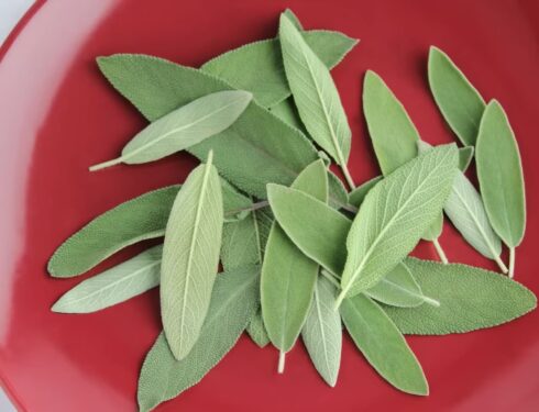 Fresh sage leaves on a red plate with a white background