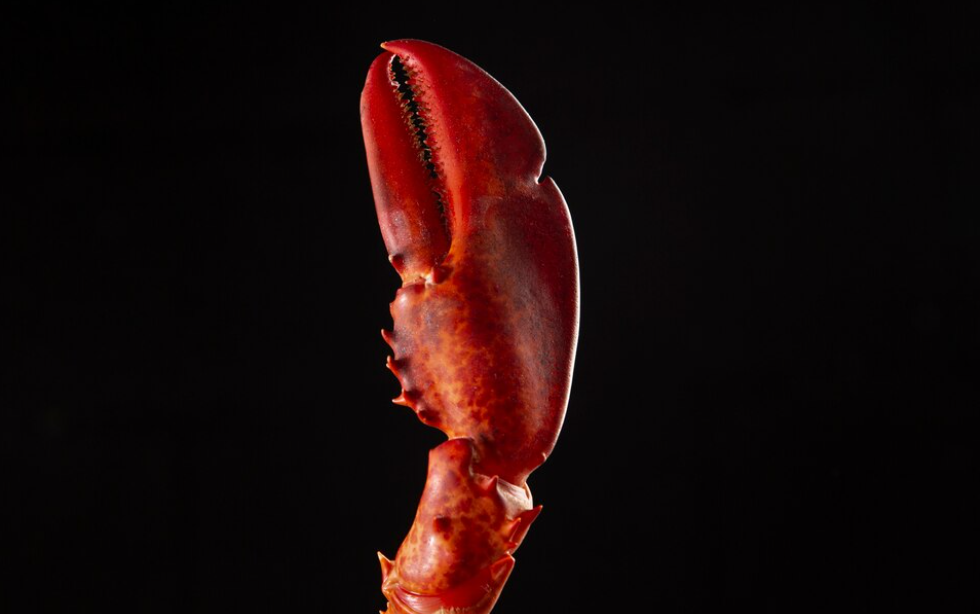 a lobster claw on black plain background
